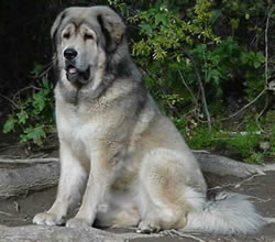 Mastiff rescue hotsell