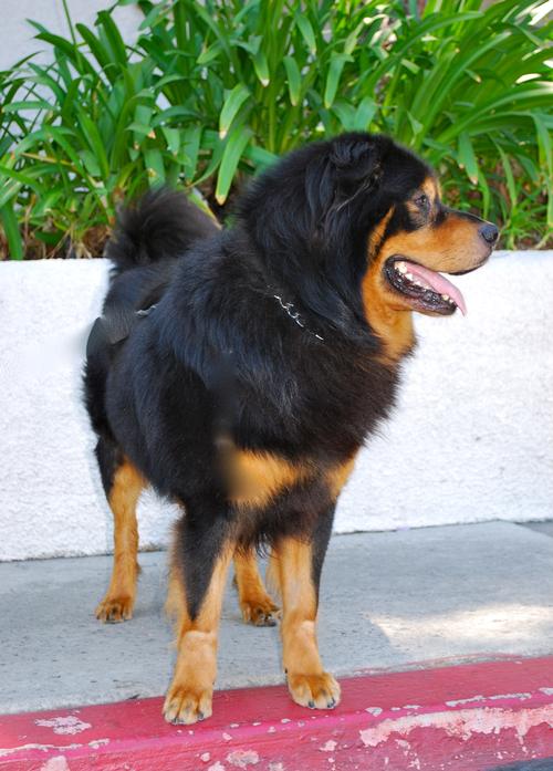 tibetan mastiff teddy bears