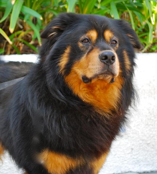 tibetan mastiff teddy bears