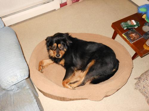 tibetan mastiff teddy bears