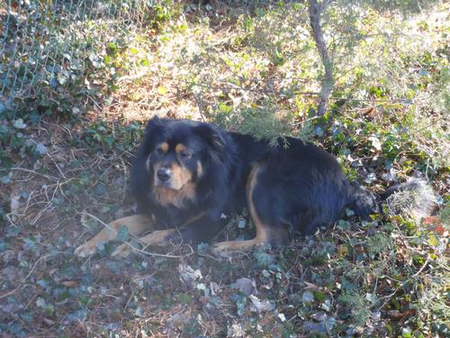tibetan mastiff teddy bears