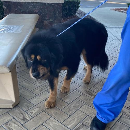 tibetan mastiff teddy bears