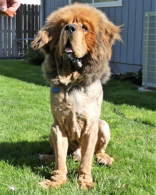 tibetan mastiff teddy bears