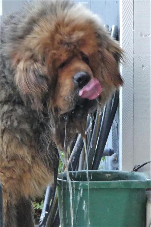 tibetan mastiff teddy bears